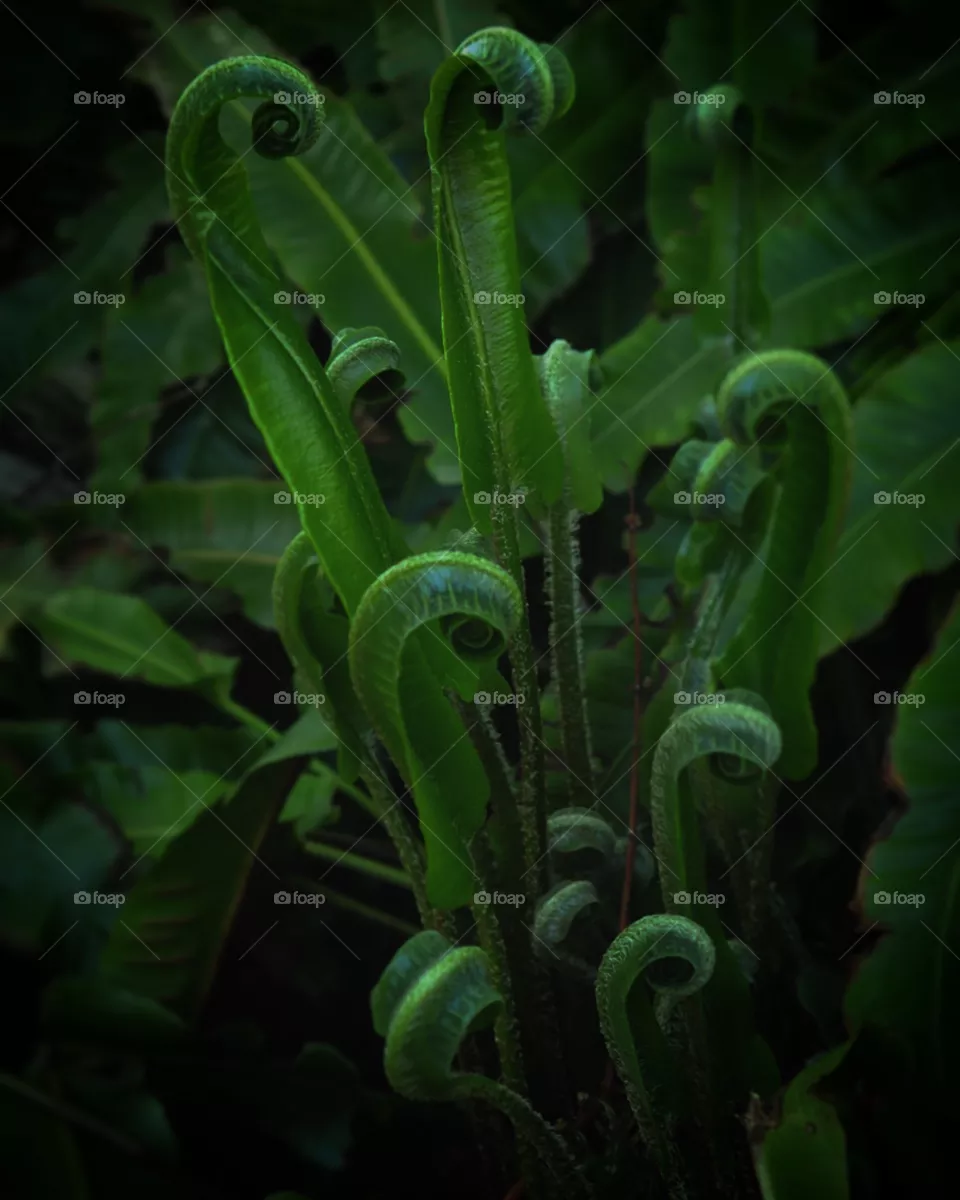 Plant 