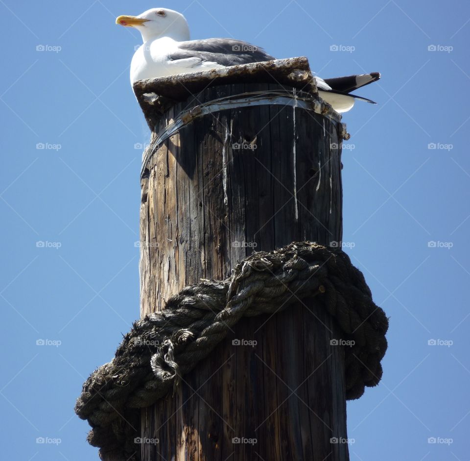 A seagull sitting on a pylon 