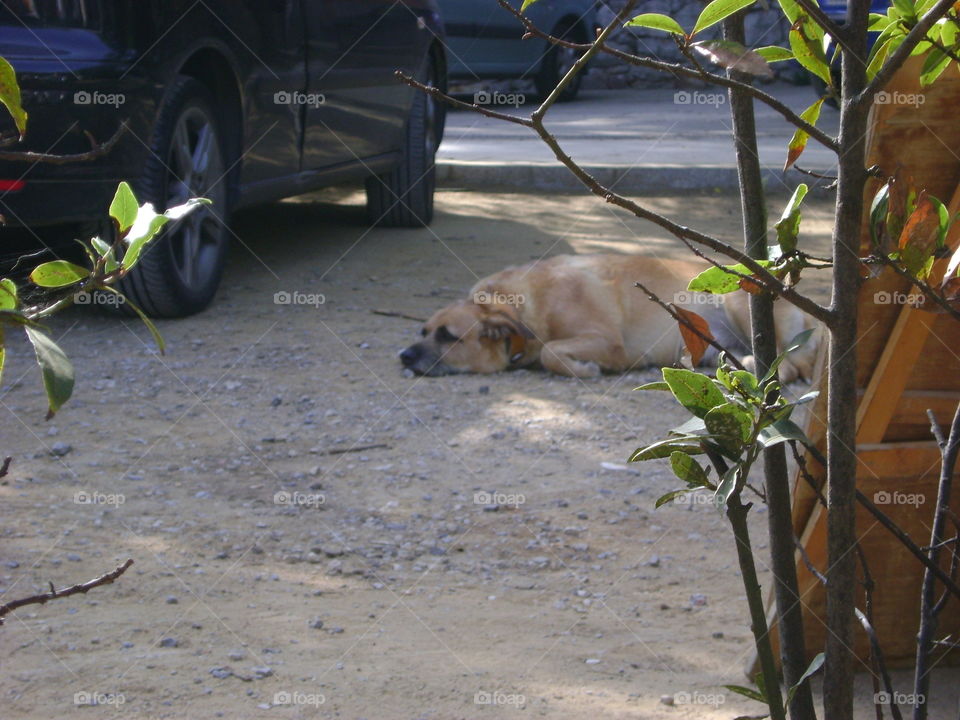 Sleeping dog