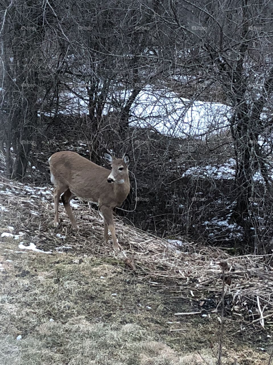 Deer enjoying spring temperatures 