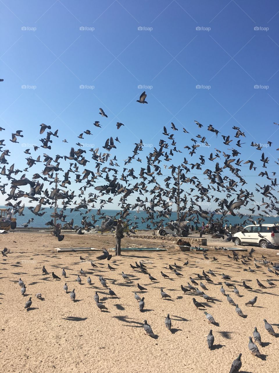 Migratory birds are porbandar seashore 
