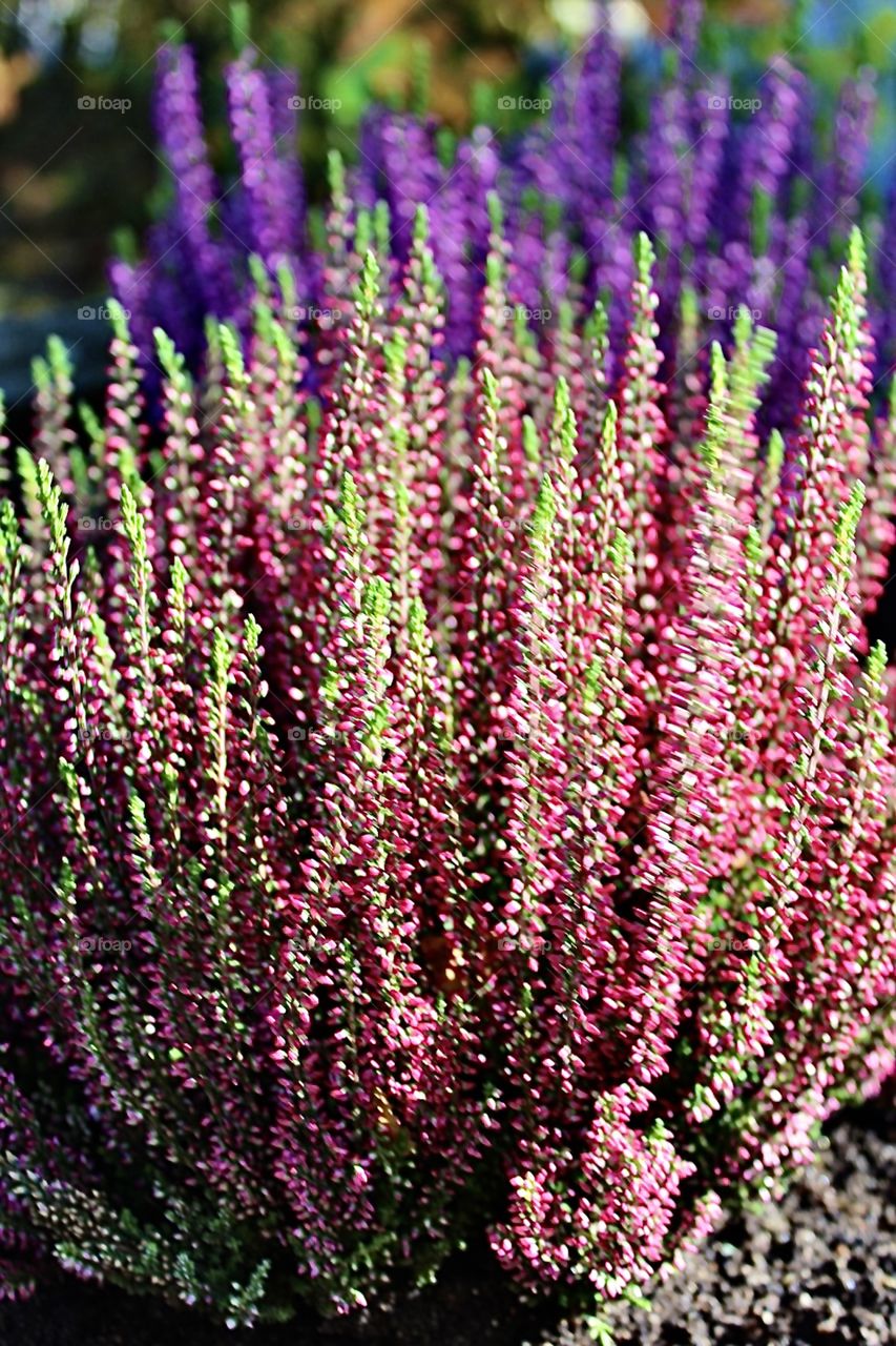 Miss Heather aka Calluna vulgaris