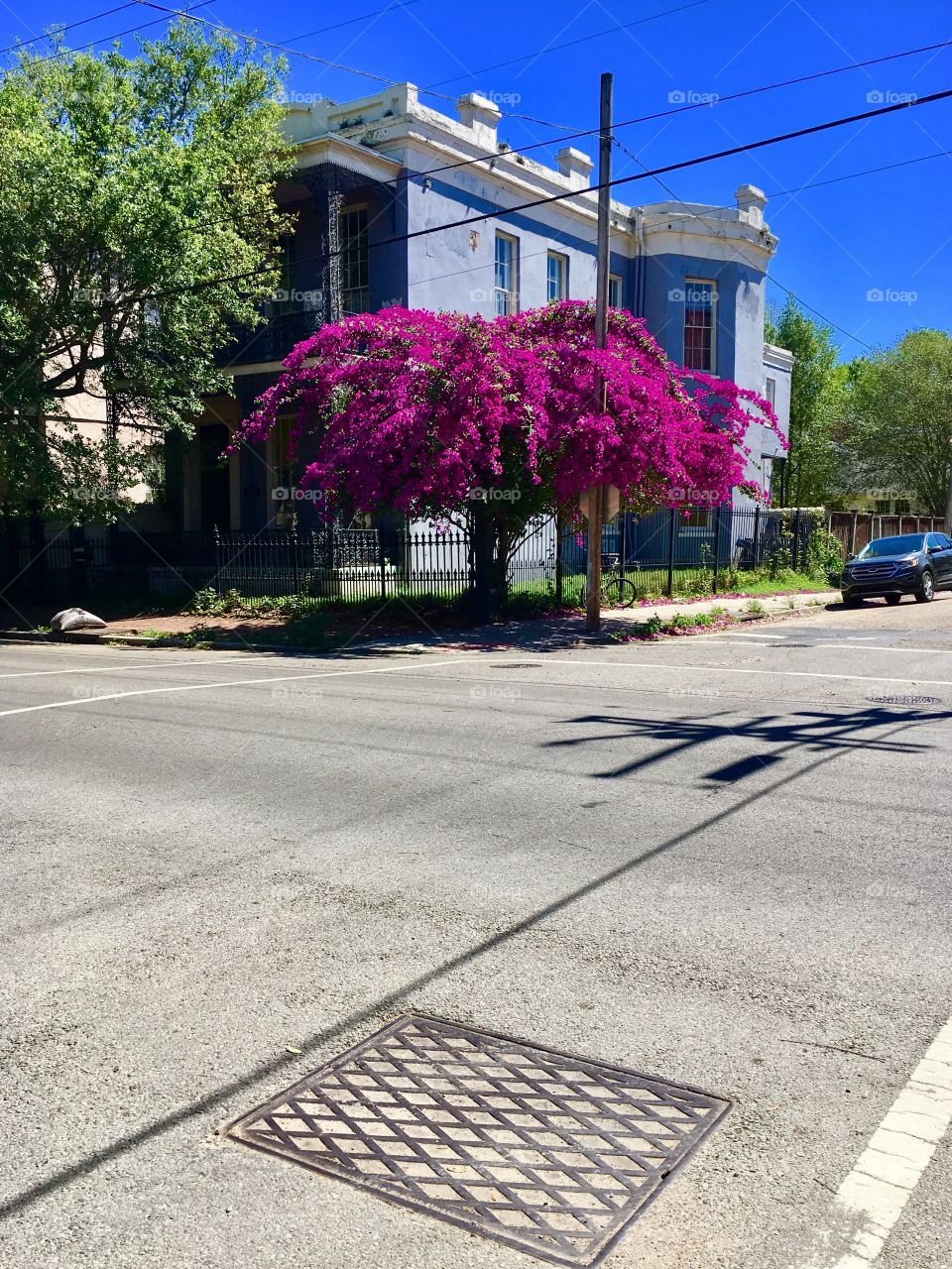 Magazine street bloom, New Orleans 
