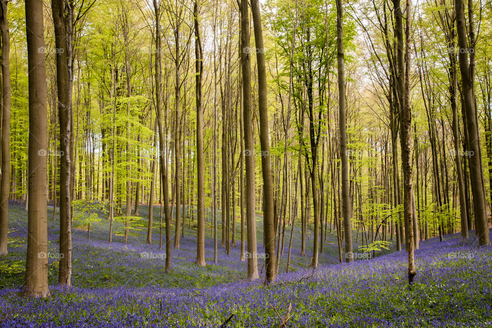 Hallerbos in spring