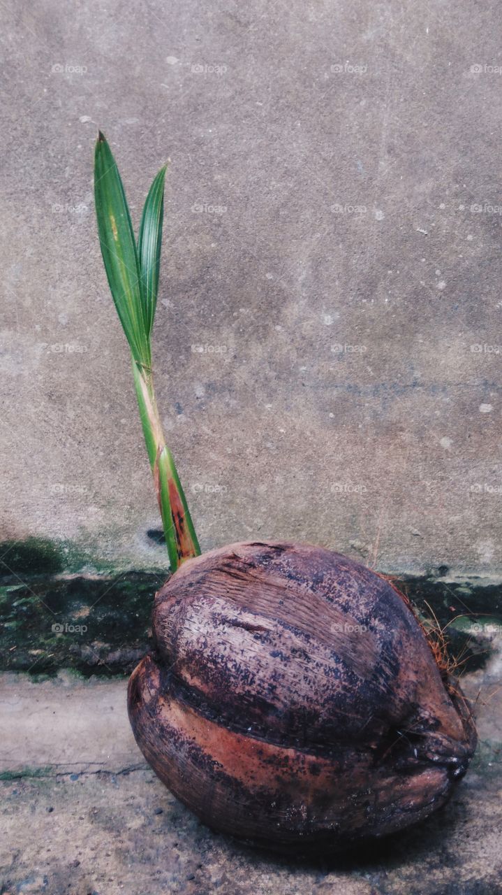 Seedlings of coconut with concrete background