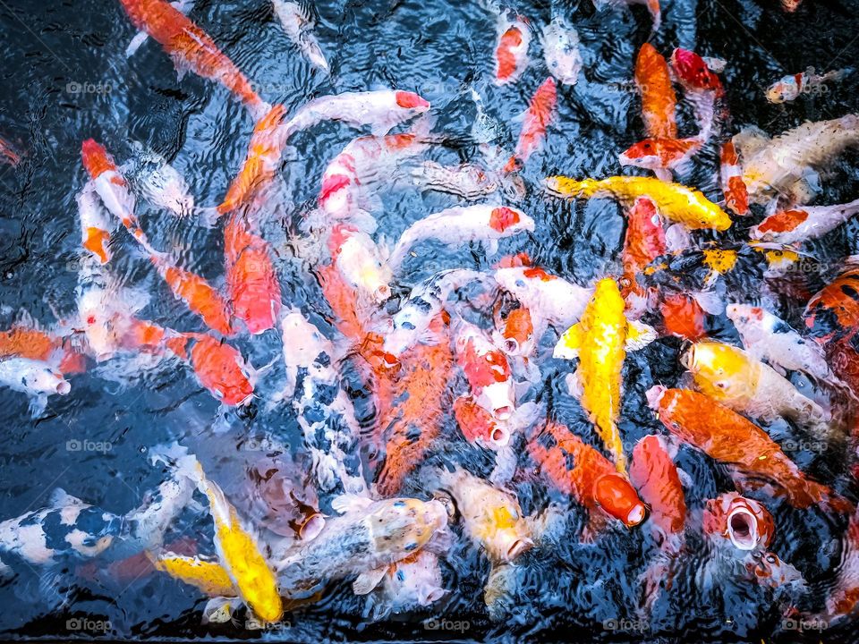 some fish in a pond inside a park in Tangerang, Indonesia