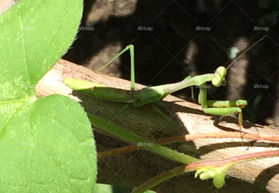 Praying mantis. Saw this guy in the garden