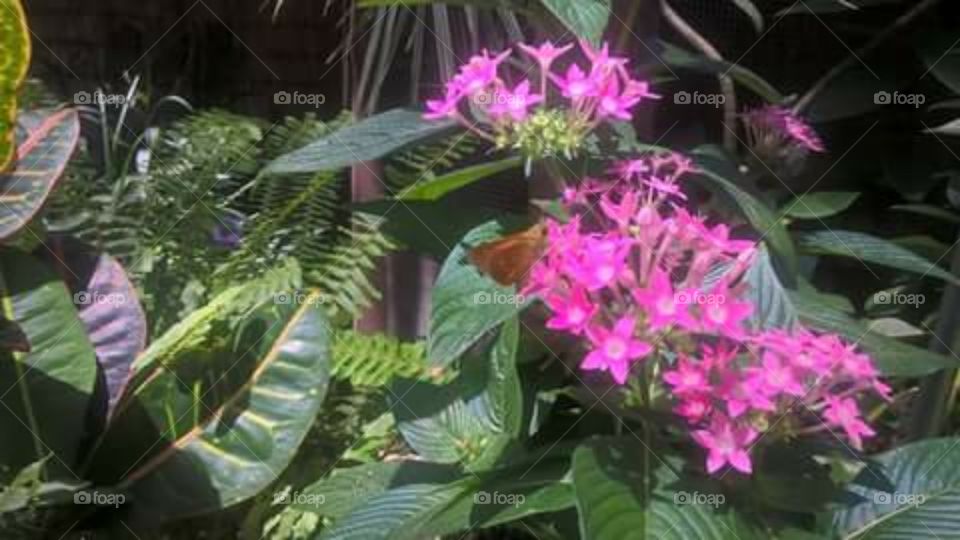 butterfly on purple pentas