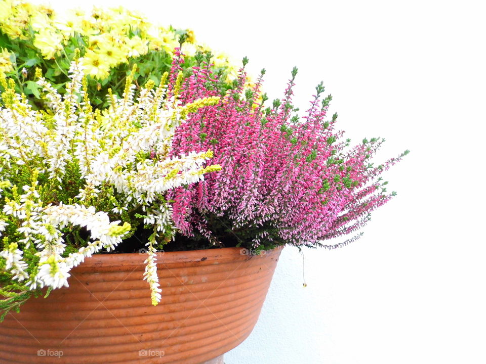 wonderful flower in the morning and nice color