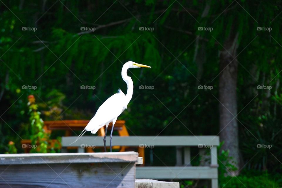 Egret