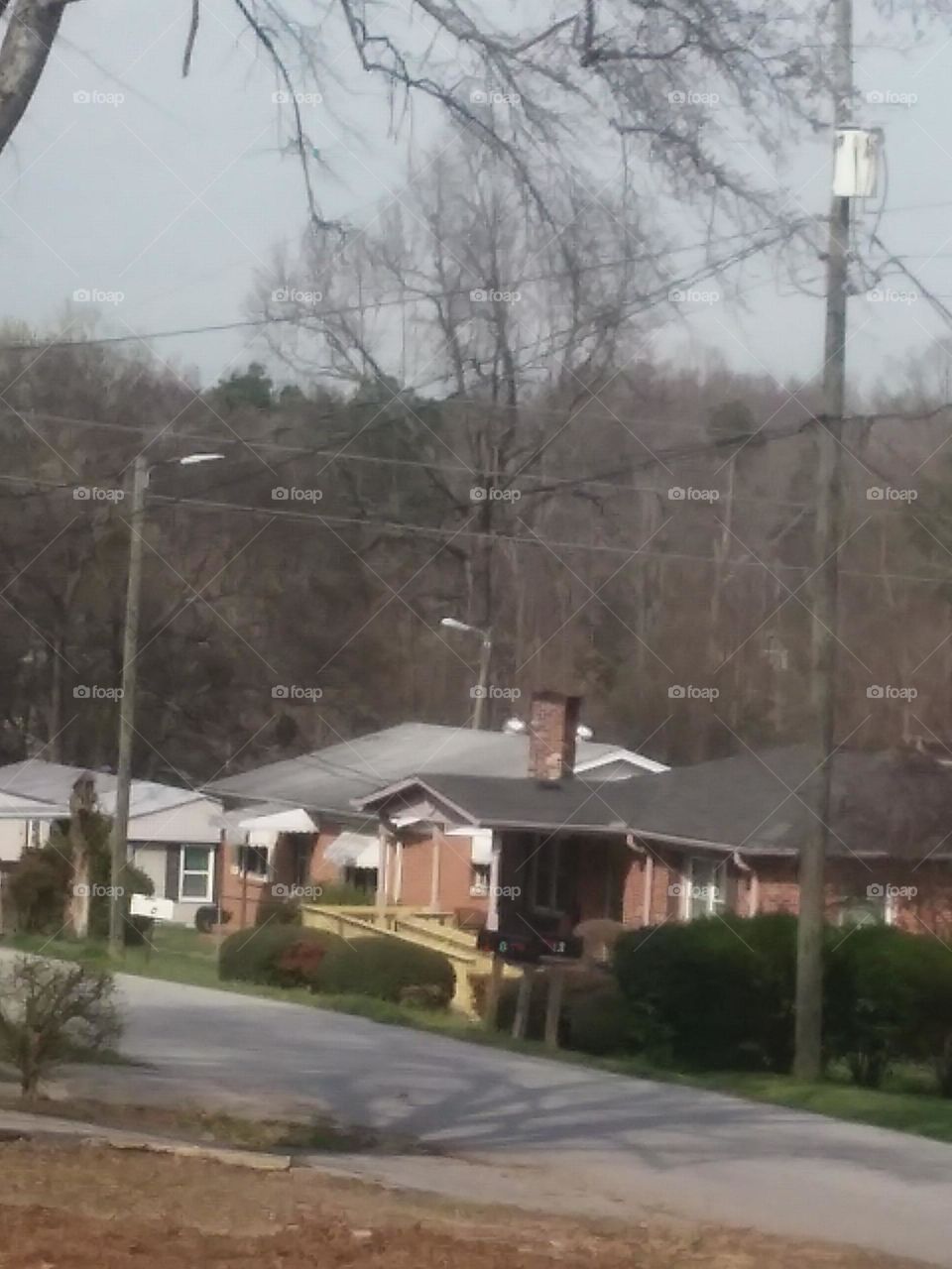 tree line horizon scape