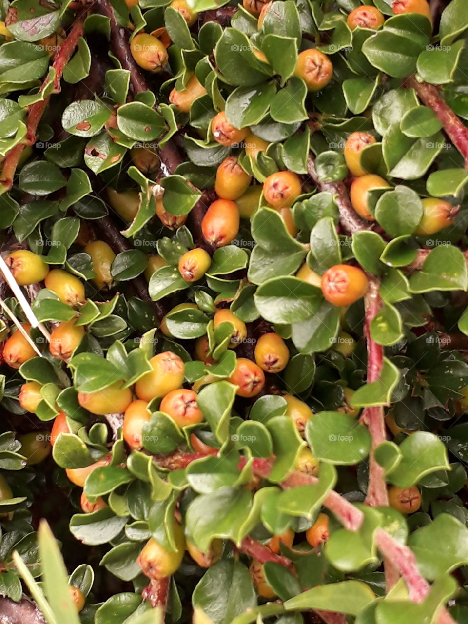 cotoneaster's fruits