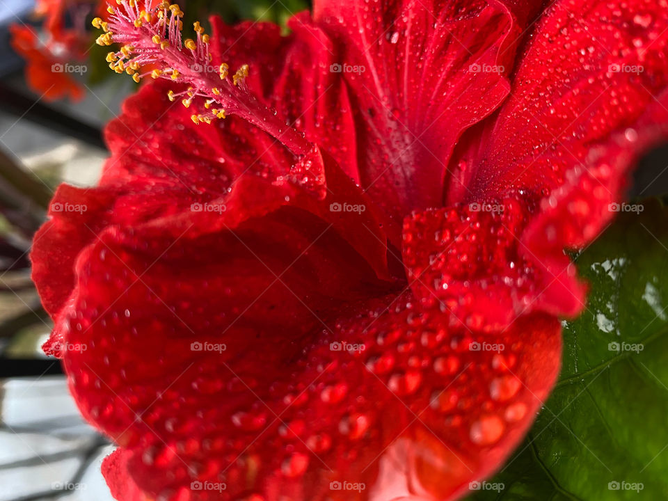 Red flower in the rain 