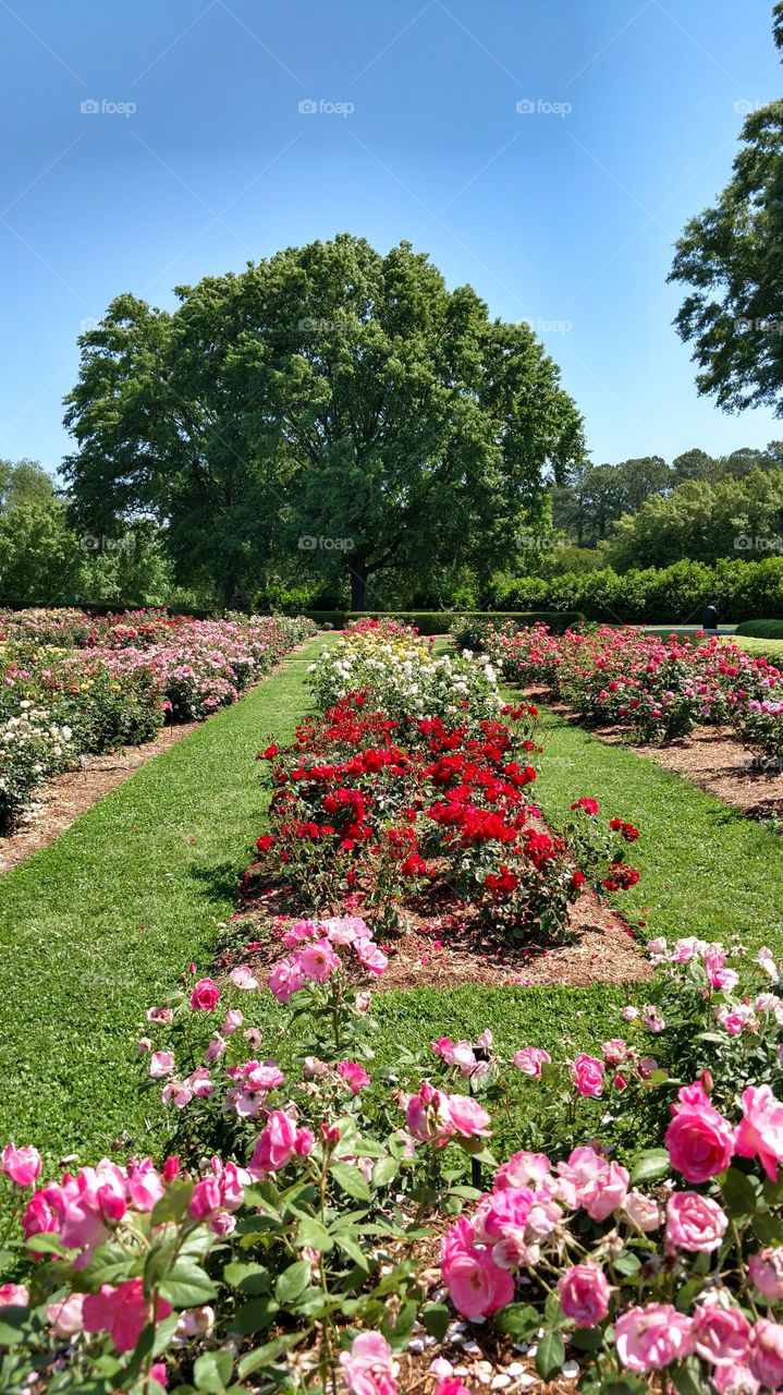 botanical gardens in Norfolk VA rose gardens