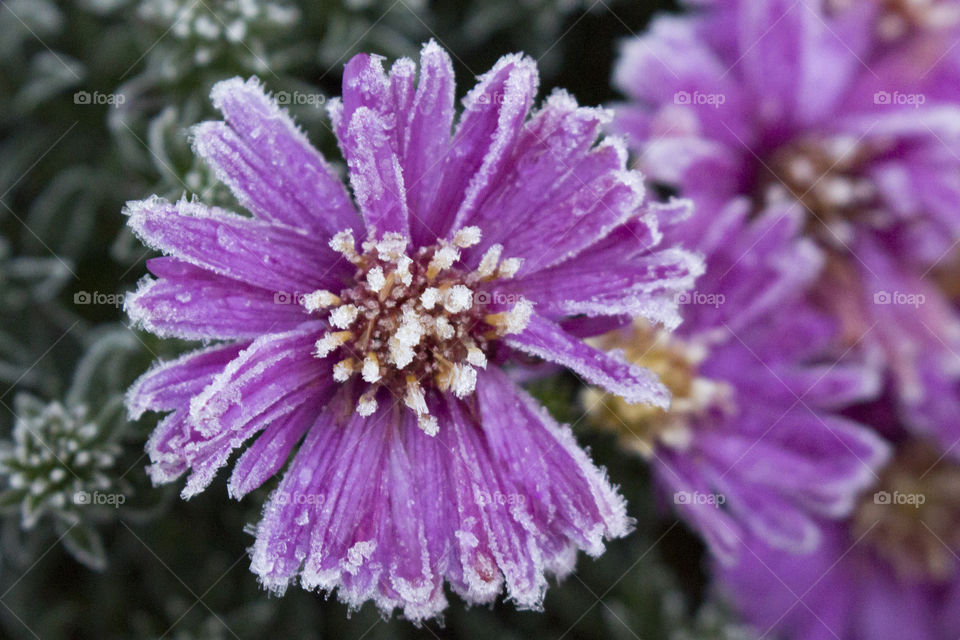 Frost on purple flowers - autumn aster - close up 
