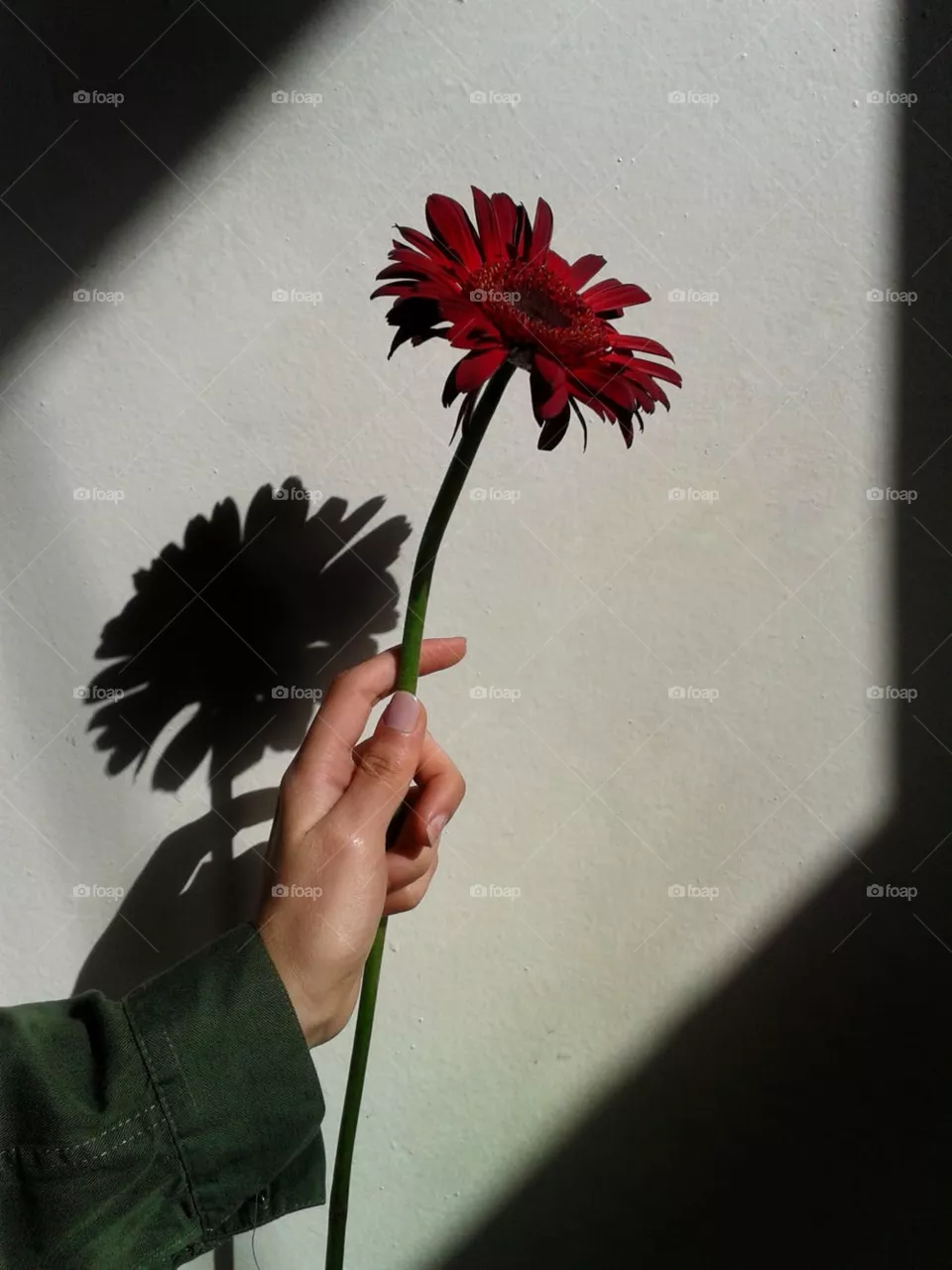 shadows