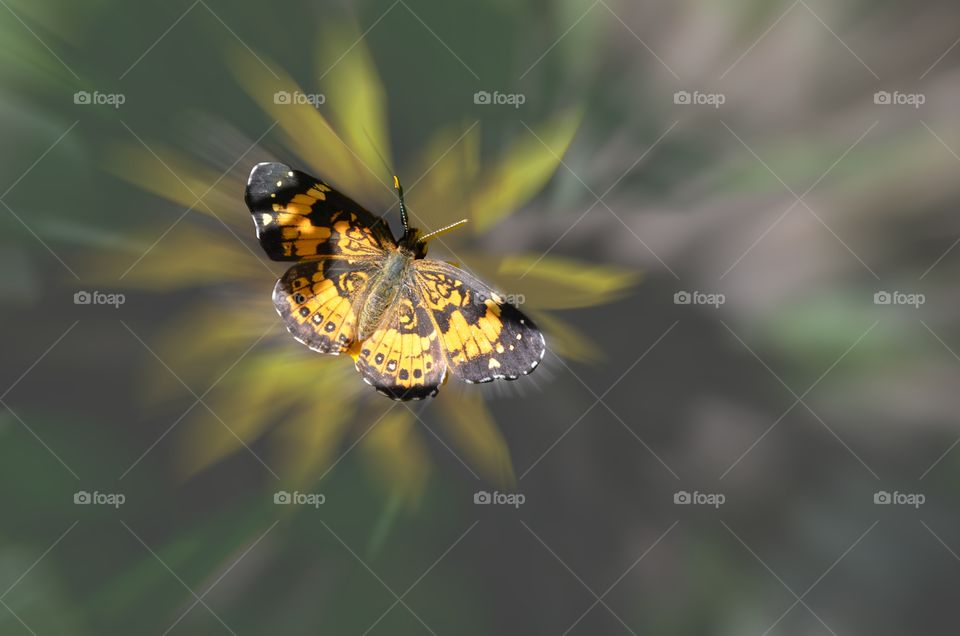 Moth on Flower focus