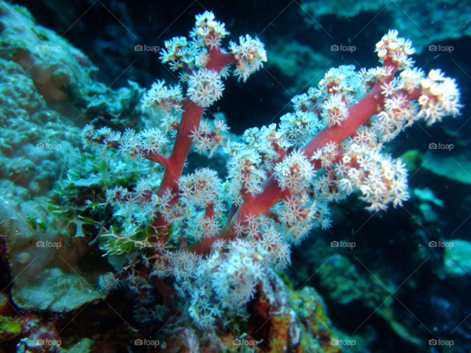 Underwater, Coral, Invertebrate, Reef, Fish