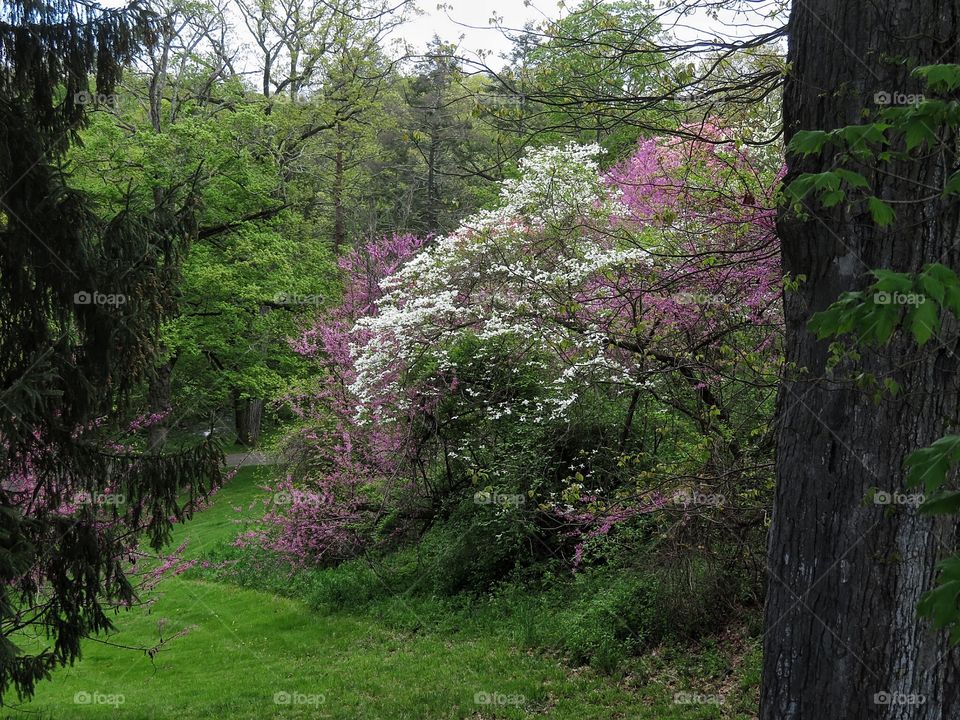 Spring at the Vanderbilt Mansion gardens NY state 