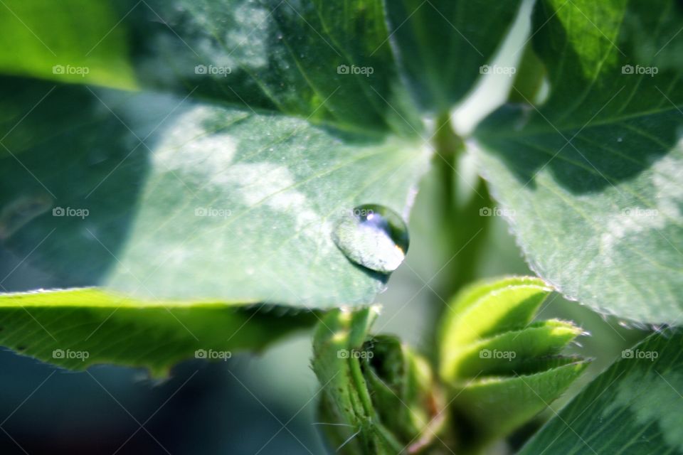 Dew drop