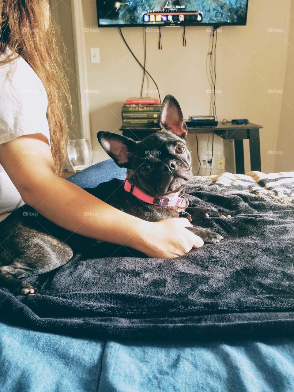 French bulldog relaxed