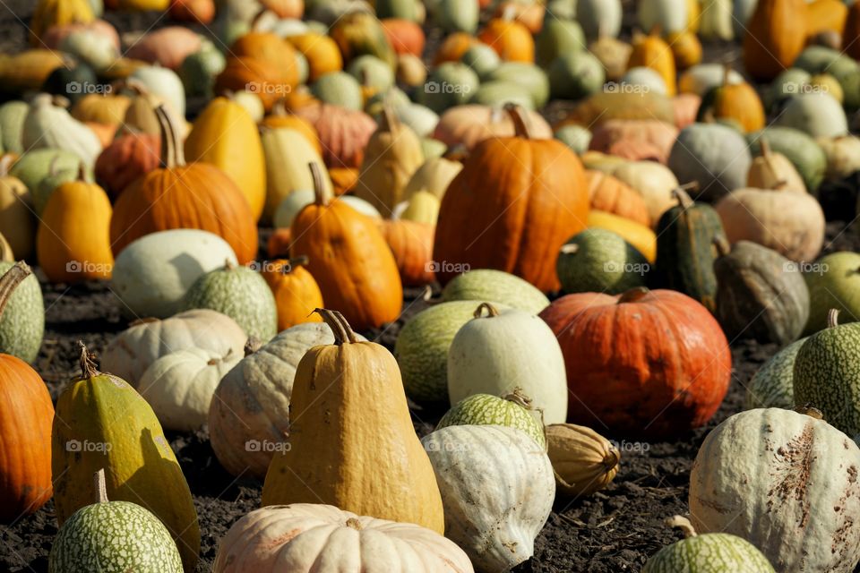 Multicolored Autumn Pumpkins