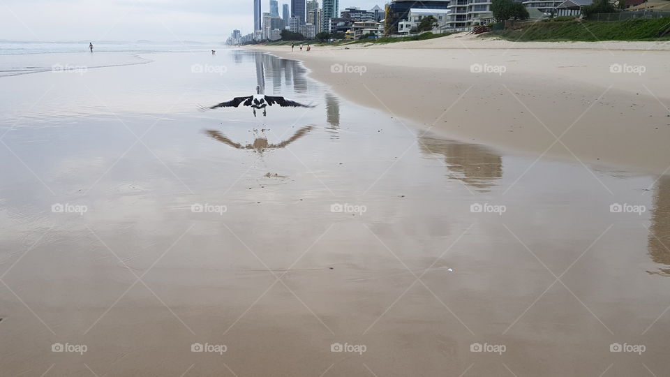pelican flyinh ober beach sand