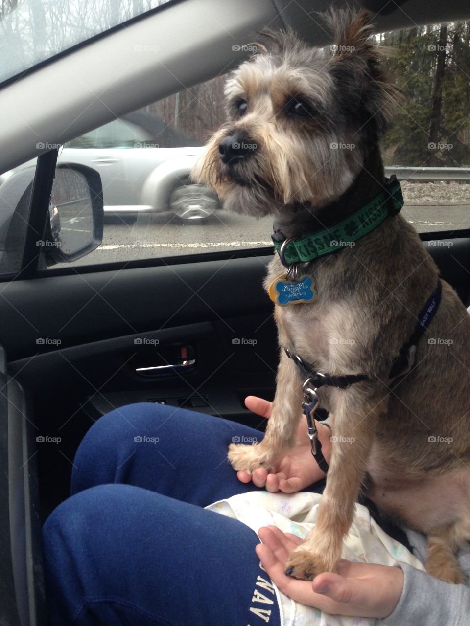 A lap ride in the car for Rocco!