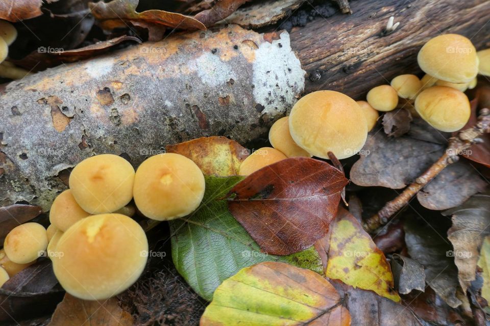 Colony of yellow mushrooms near a branch on the floor - 3
