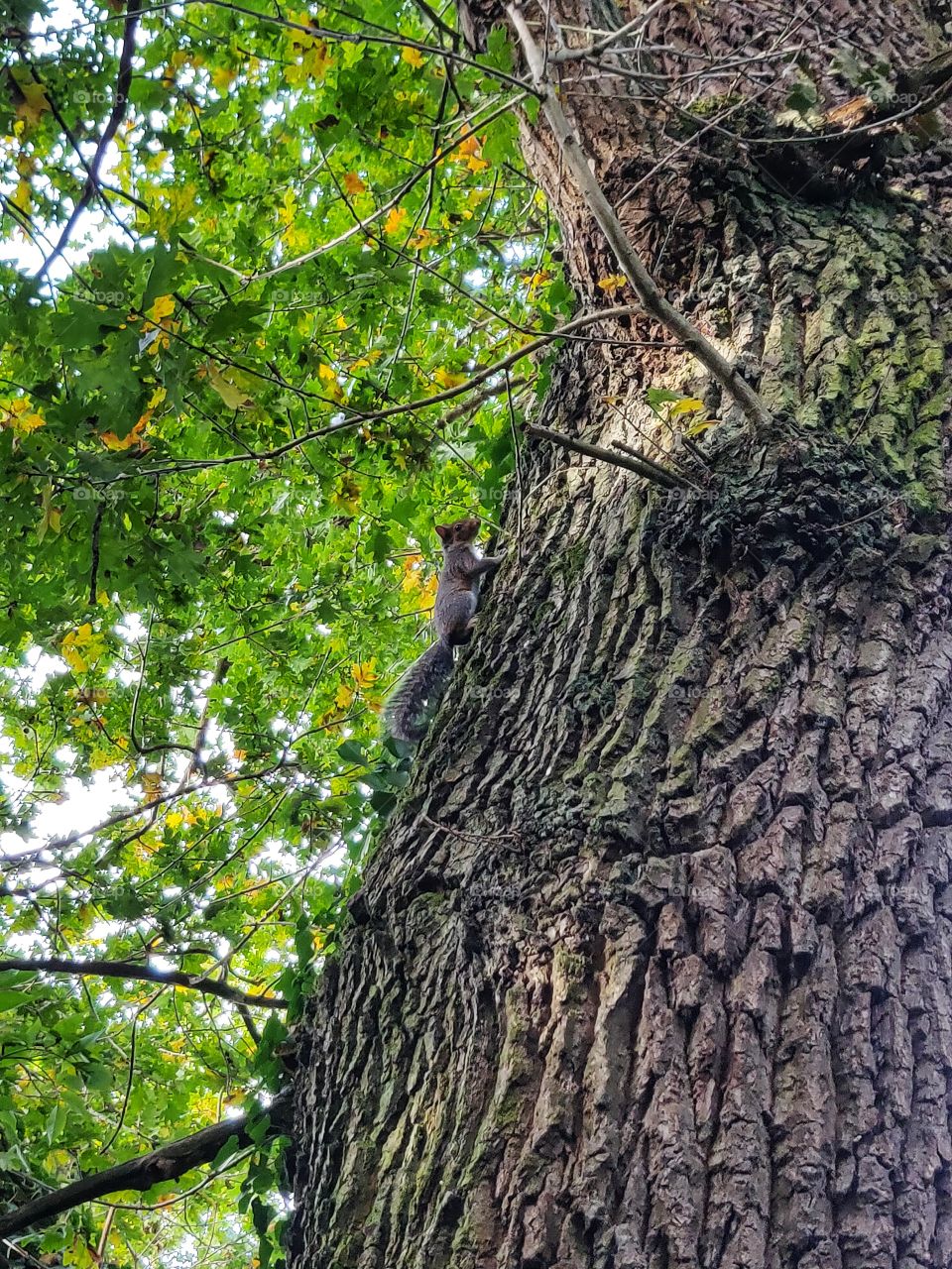 Squirrel running up a big tree