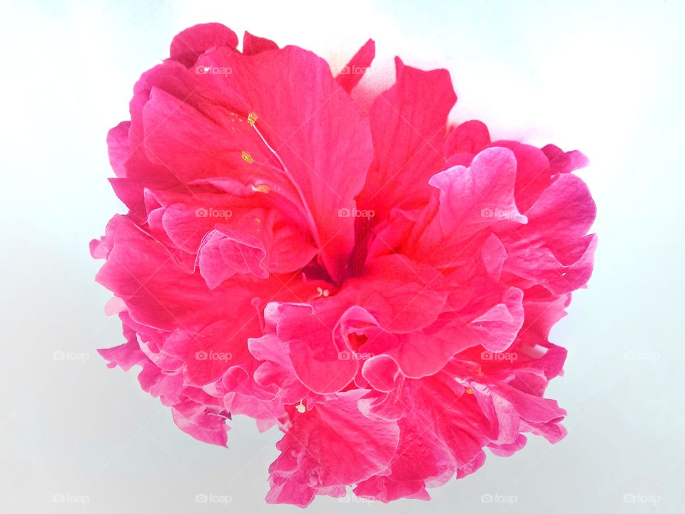 this photo fresh flower