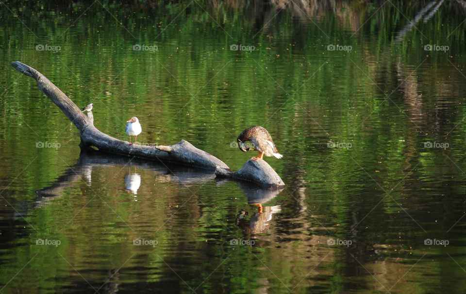 birds on log