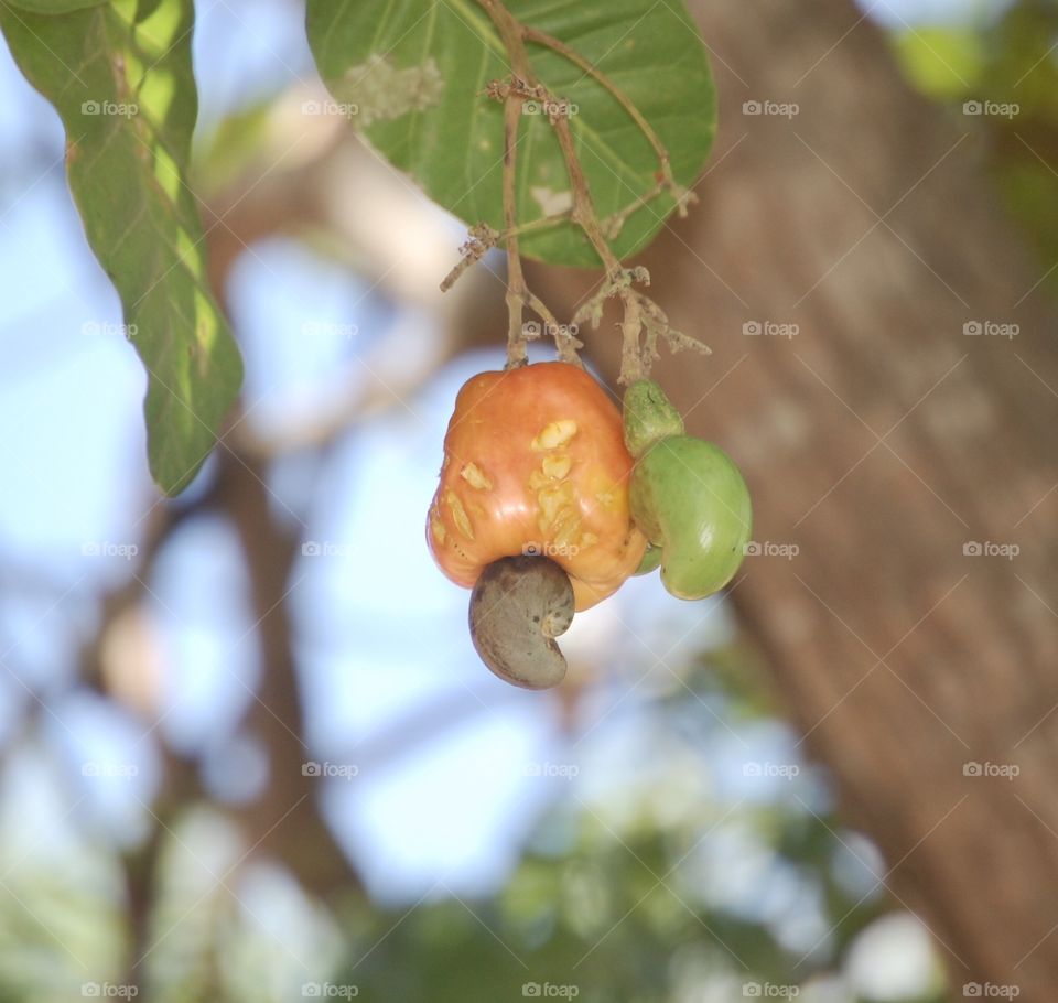 Caju fruit 