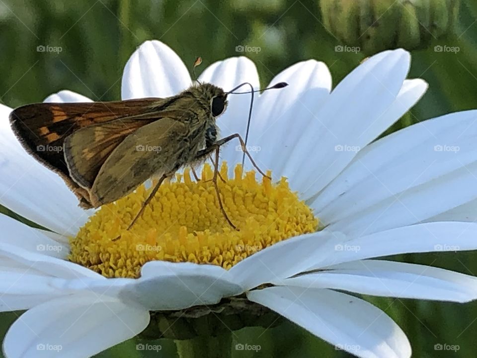 Side view moth