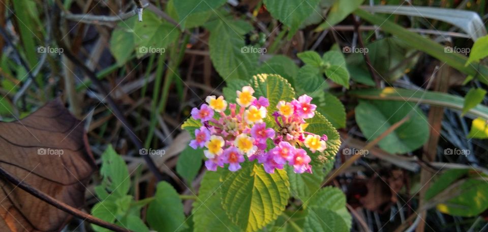 Saliara is a flowering plant of the Verbenaceae family. This plant is commonly found in the tropics. This plant grows in lowland areas. The scientific name is Lantana camara
