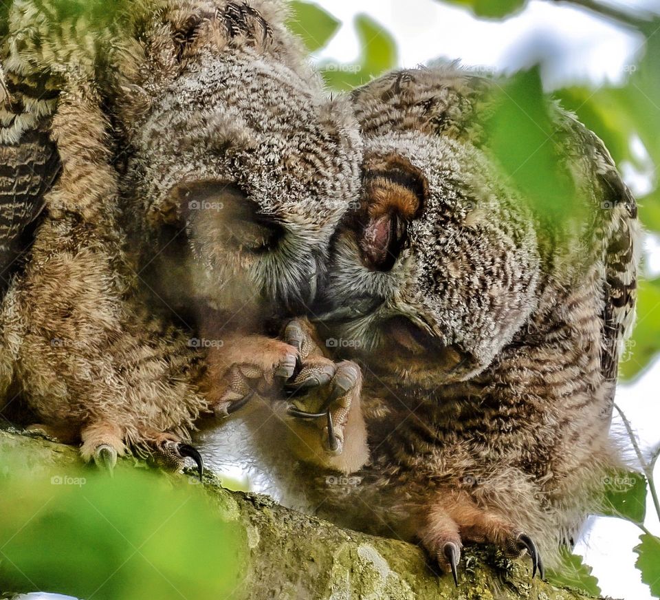 Owlets holding feet