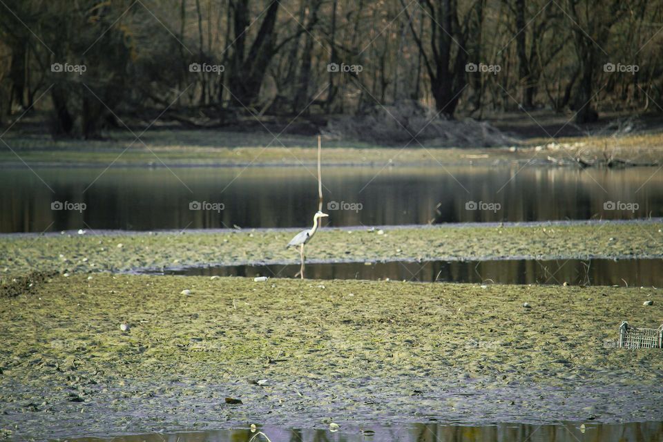 Gray Heron at the lake