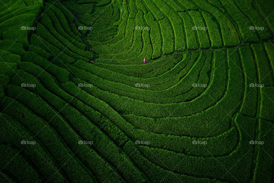 circle terrace of green rice fields