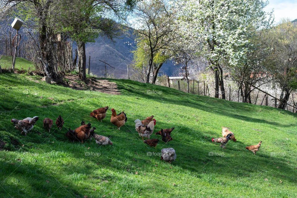 Mission Birds&Bees - Nature in Motion