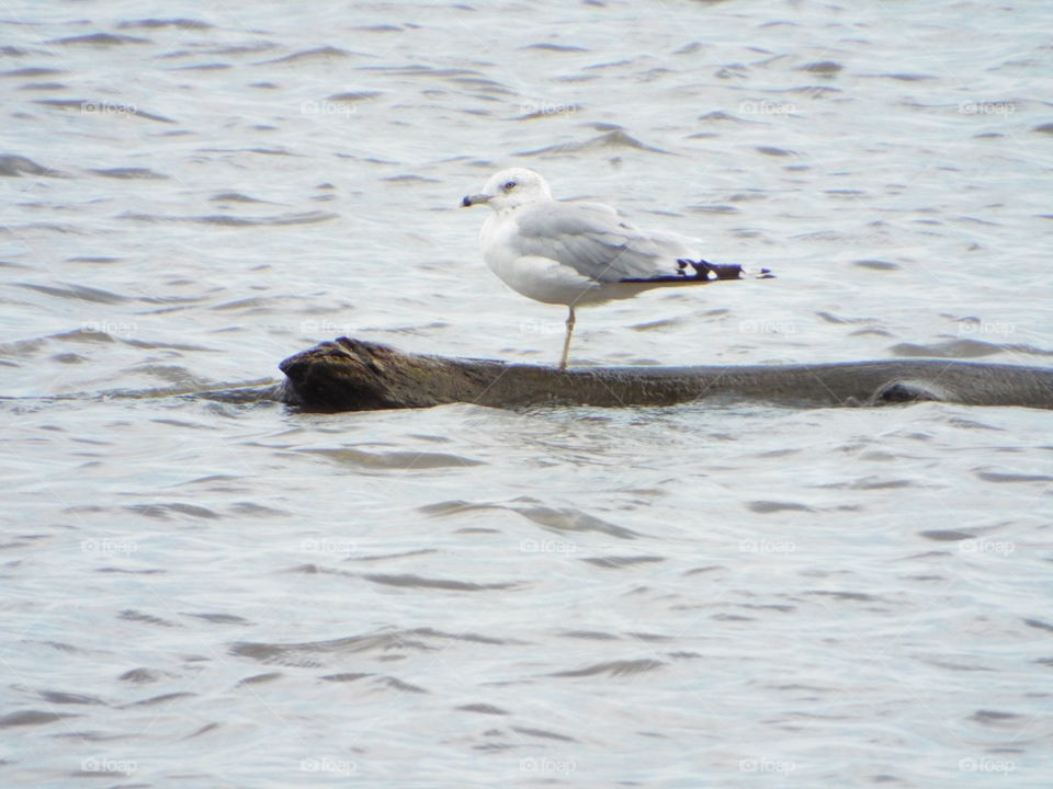 seagull  on the river