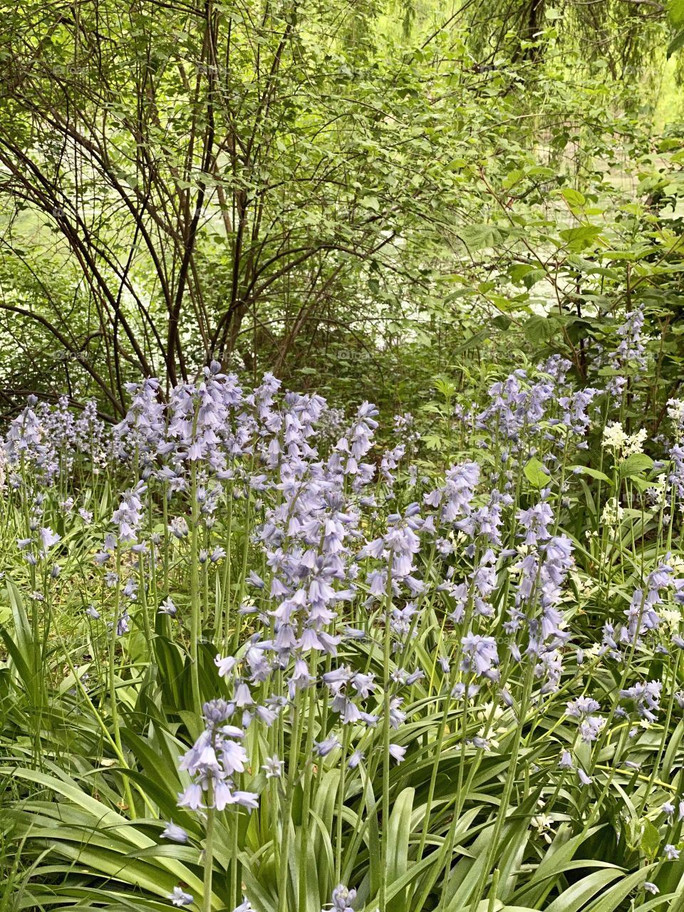 Beautiful spanish bluebell flower blossoms in Central park New York. Lovely flowers in spring.