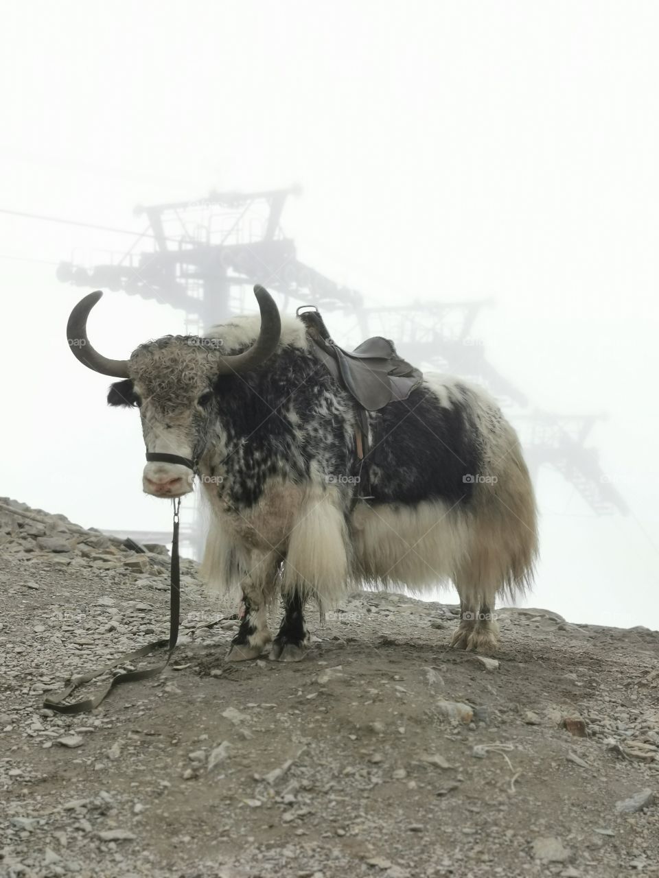 Mountains ground outside outdoor beauty nature view eco focus day travel Light wild sky clouds moody fog foggy milky trip traveling grunting ox yak sarlac yock