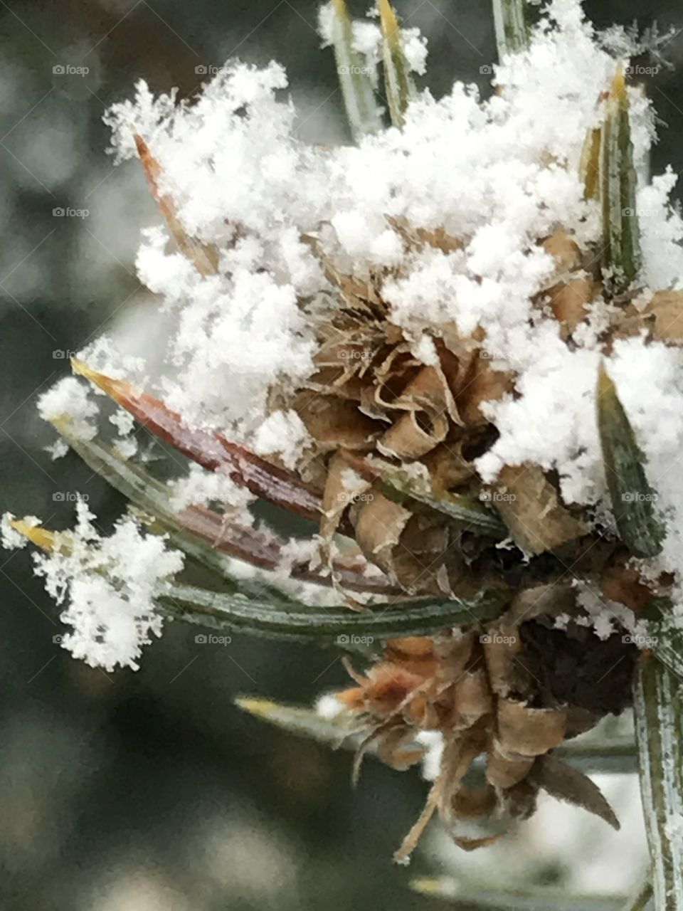 Snowflakes on pine