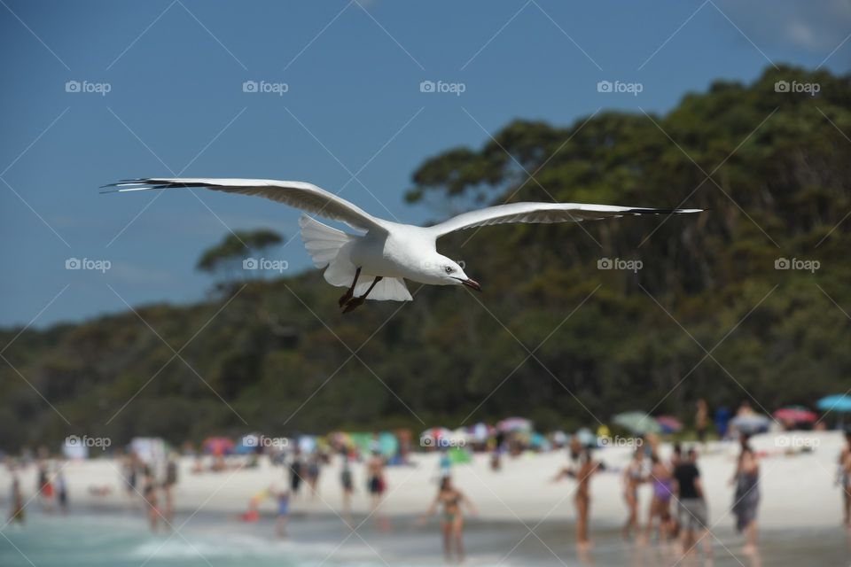 seagull flying over the beach in summer