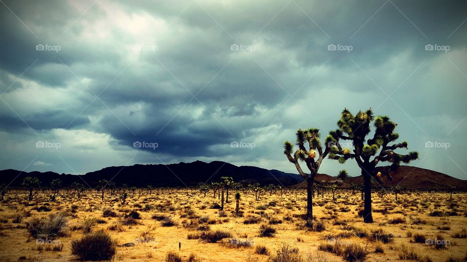Desert landscape against storm cloud