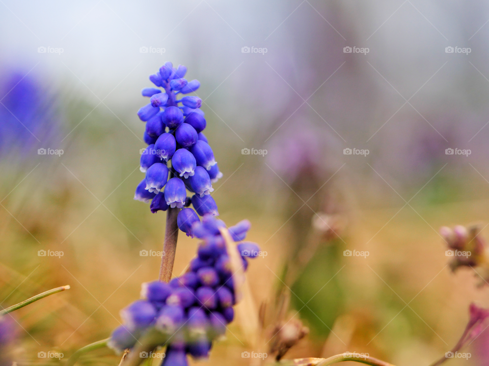 Purple Flower During Golden Hour 