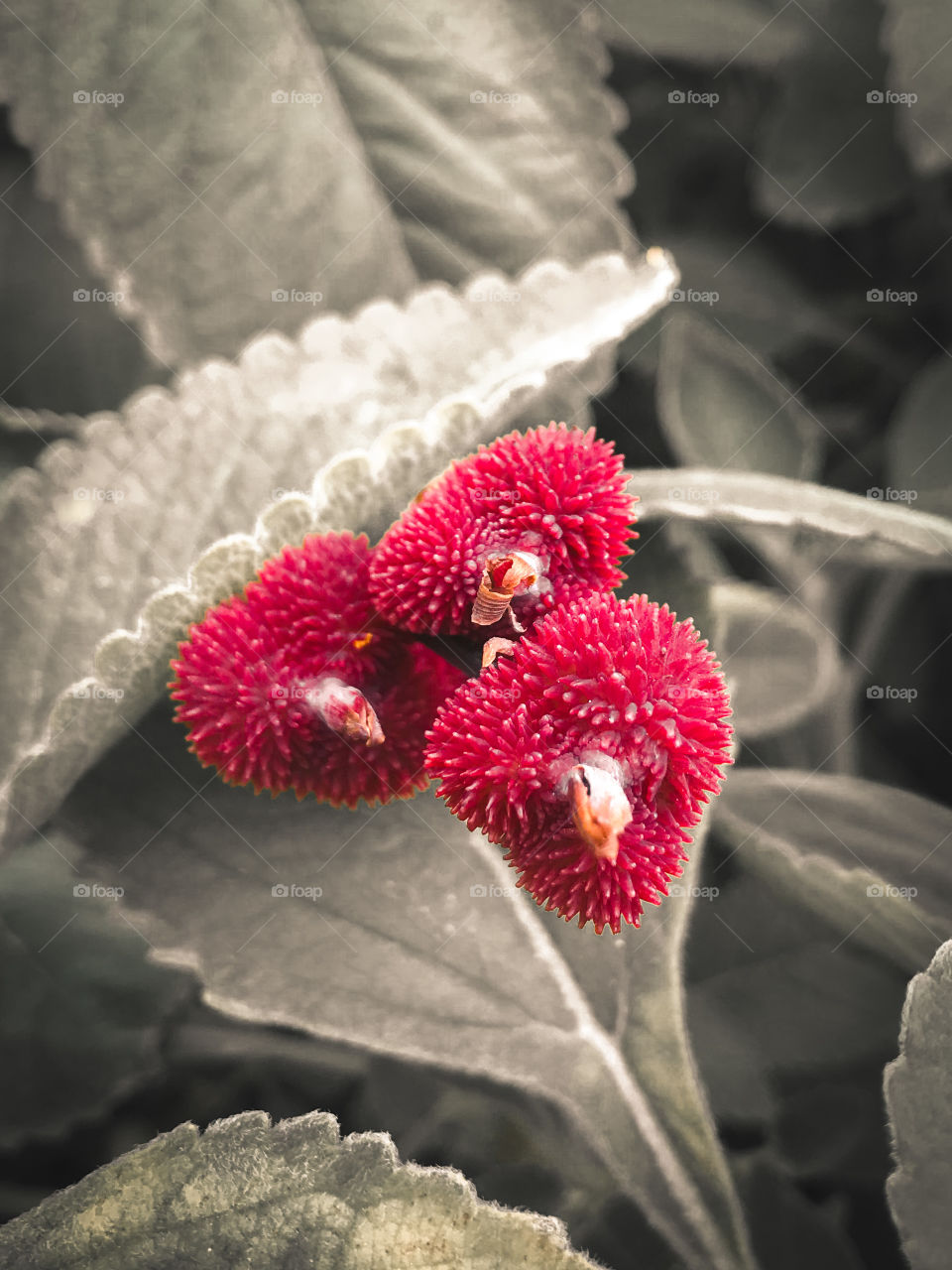 this is a plant that inside of that you can see, it has seeds to make indigenous handicrafts