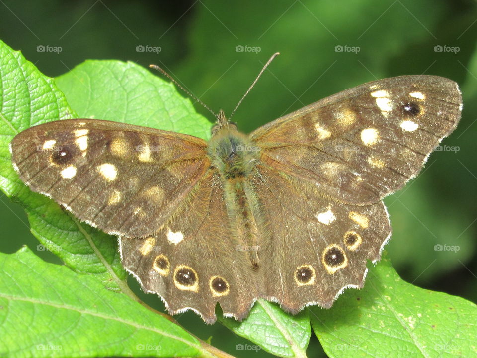 Speckled wood butterfly🦋