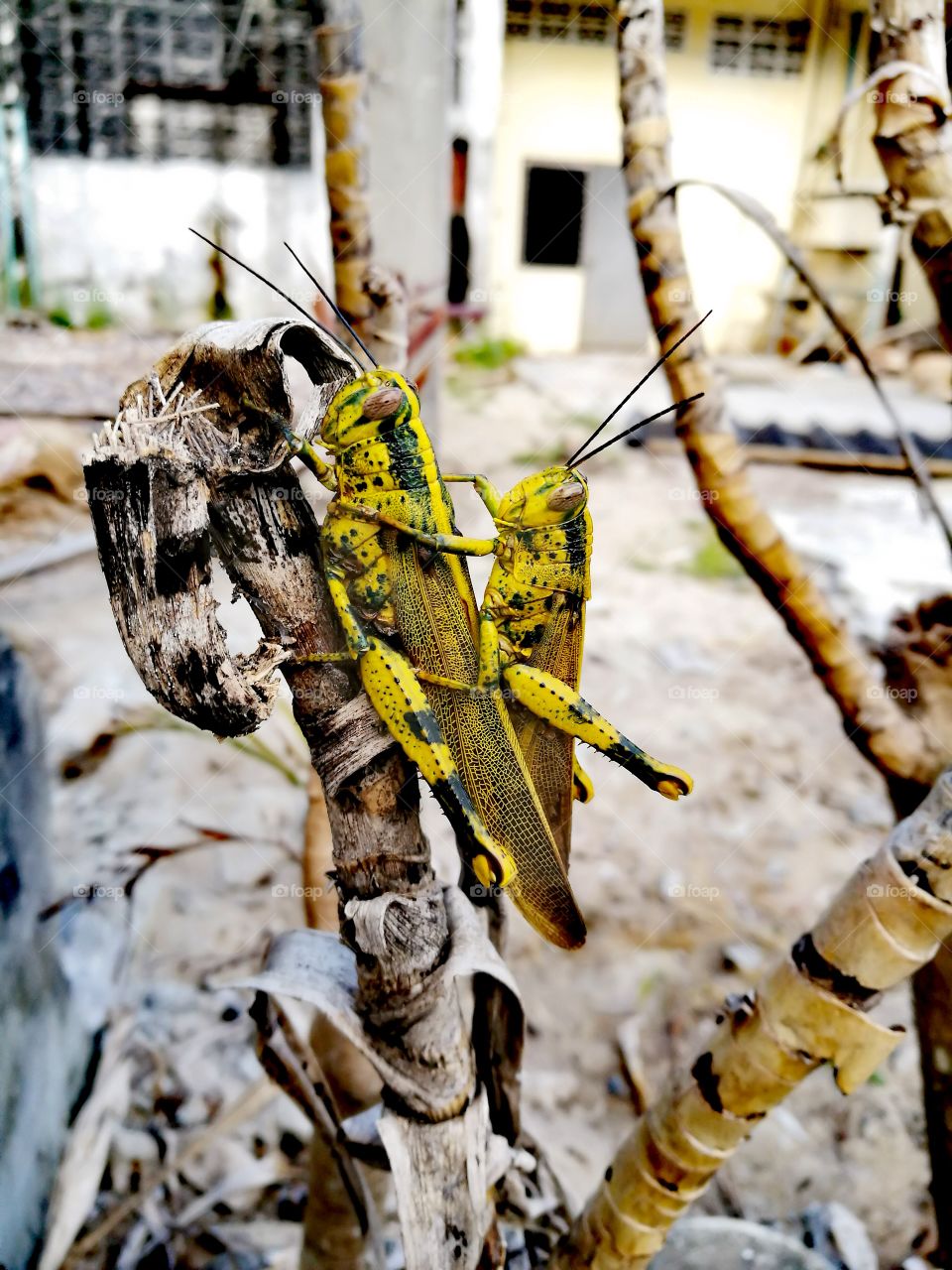 Yellow grasshopper on dry stem
