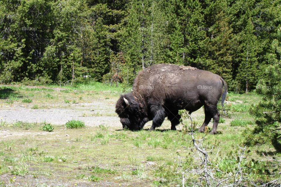 Bison buffalo at Yellowstone national park
